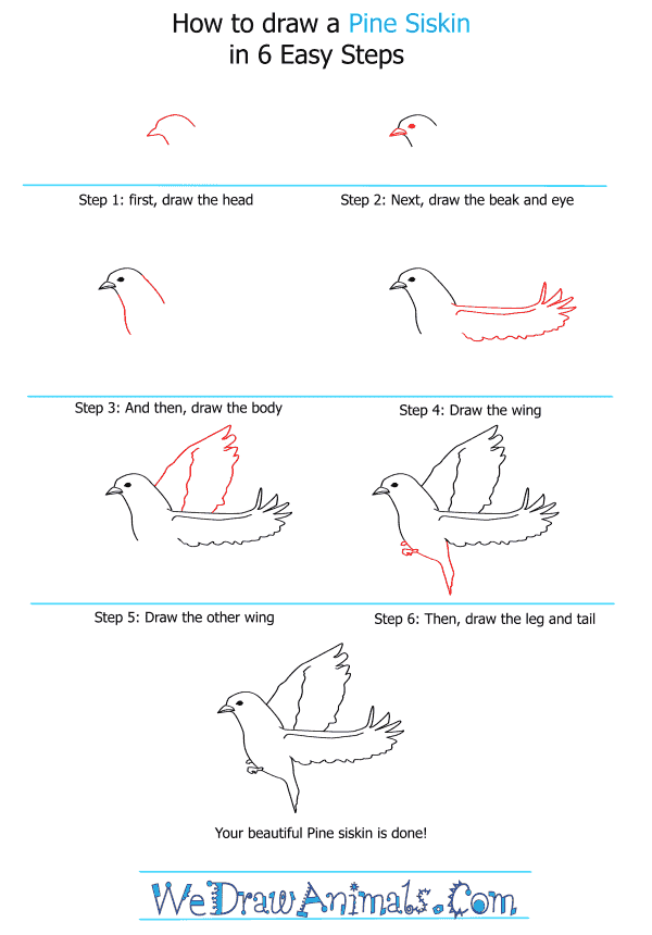 How to Draw a Pine Siskin - Step-by-Step Tutorial