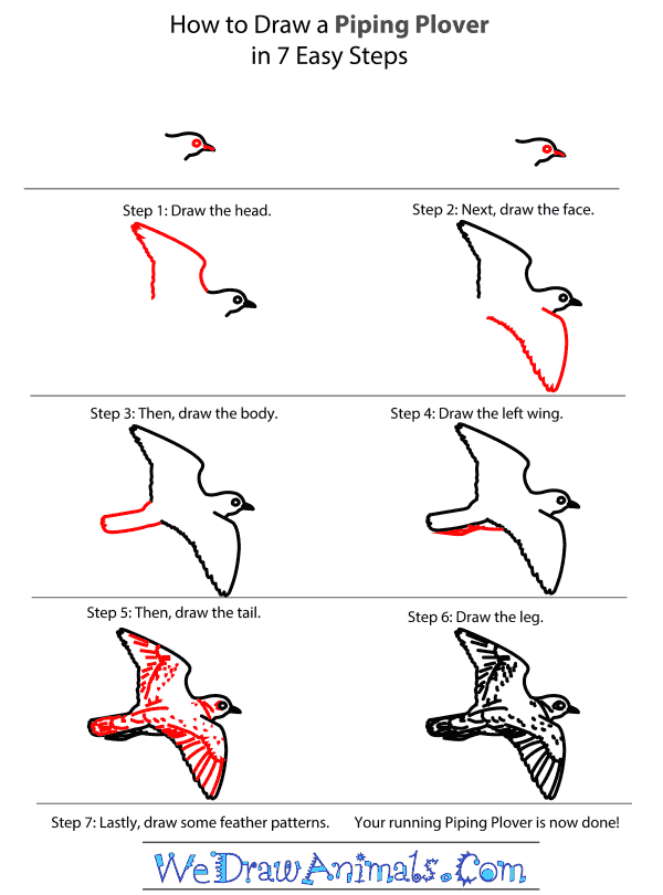 How to Draw a Piping Plover - Step-by-Step Tutorial