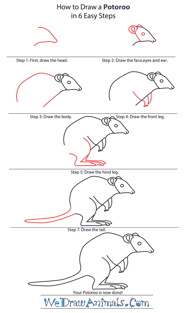 How to Draw a Potoroo - Step-by-Step Tutorial
