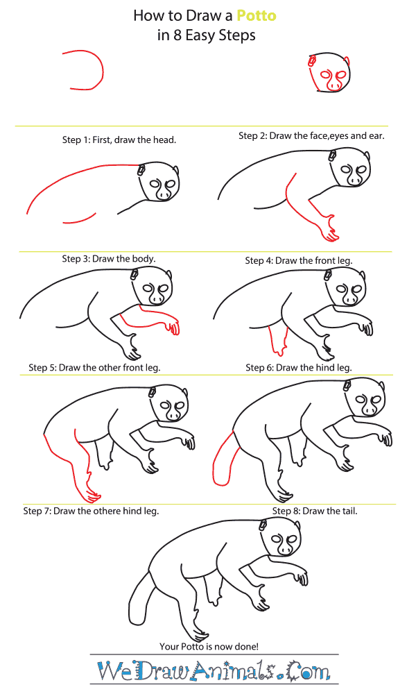 How to Draw a Potto - Step-by-Step Tutorial