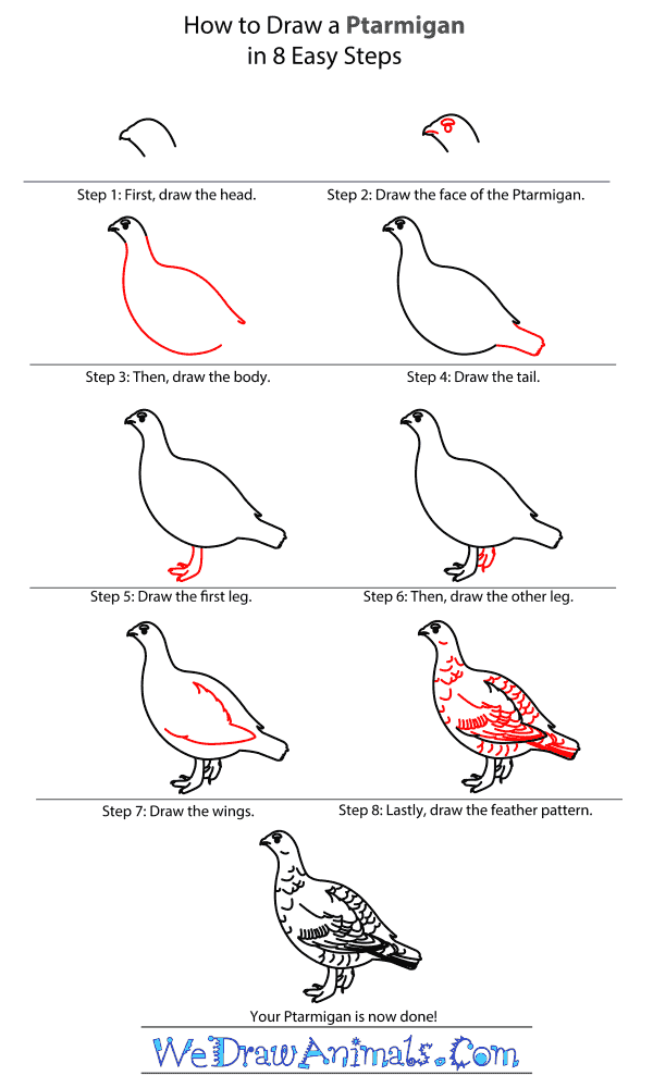 How to Draw a Ptarmigan - Step-By-Step Tutorial