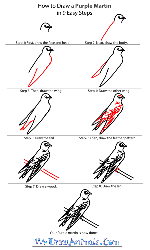 How to Draw a Purple Martin - Step-By-Step Tutorial