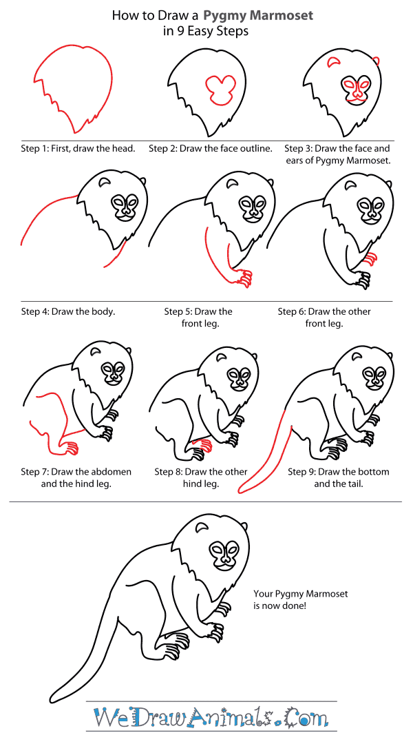 How to Draw a Pygmy Marmoset - Step-By-Step Tutorial