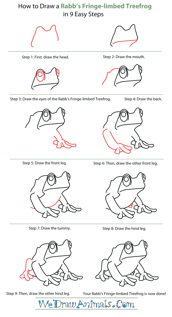 How to Draw a Rabb's Fringe-Limbed Treefrog - Step-By-Step Tutorial