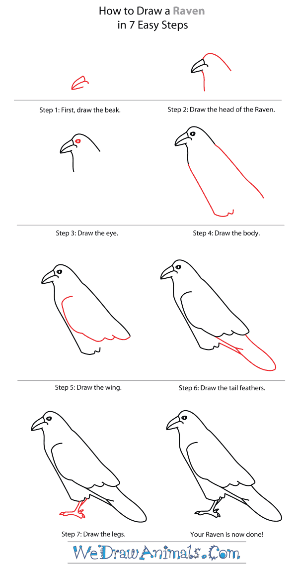 How to Draw a Raven - Step-By-Step Tutorial