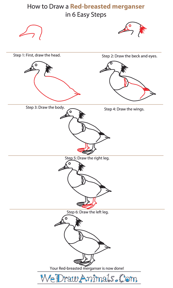 How to Draw a Red-Breasted Merganser - Step-by-Step Tutorial