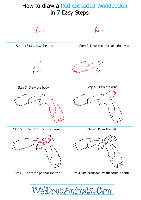 How to Draw a Red-Cockaded Woodpecker - Step-by-Step Tutorial