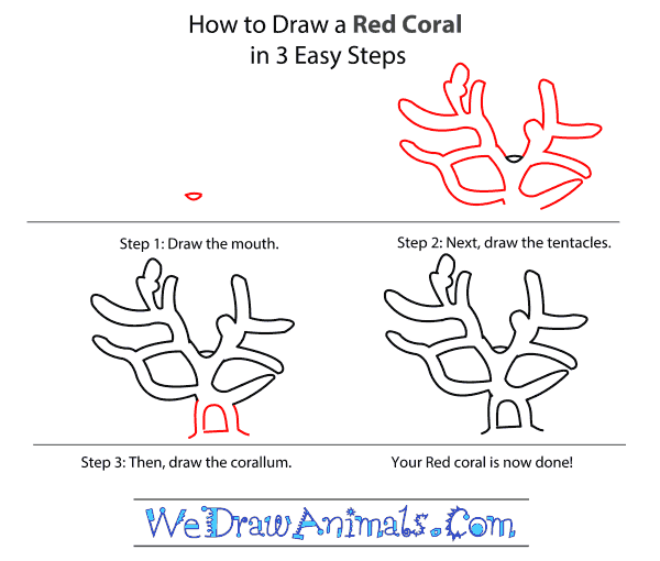 How to Draw a Red Coral - Step-by-Step Tutorial