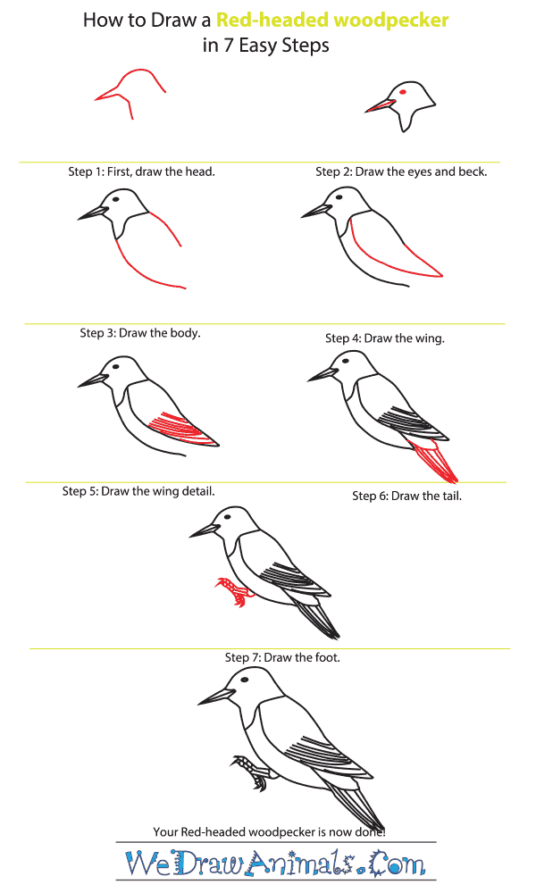 How to Draw a Red-Headed Woodpecker - Step-By-Step Tutorial