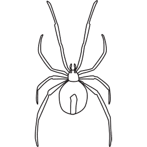 How To Draw a Redback Spider - Step-By-Step Tutorial