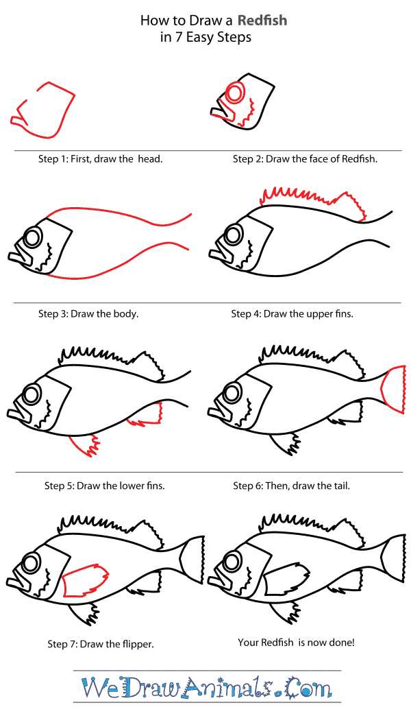 How to Draw a Redfish - Step-By-Step Tutorial