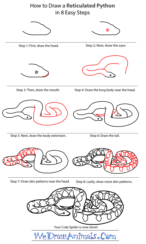 How to Draw a Reticulated Python - Step-By-Step Tutorial