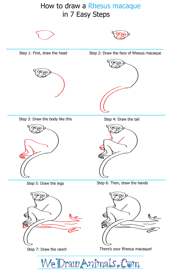 How to Draw a Rhesus Macaque - Step-by-Step Tutorial