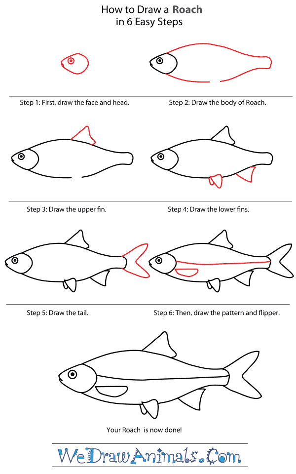 How to Draw a Roach - Step-By-Step Tutorial