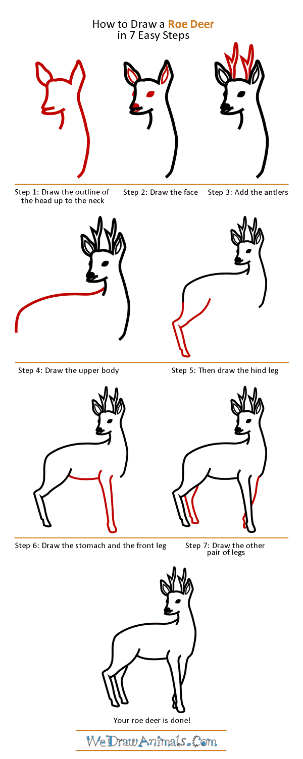 How to Draw a Roe Deer - Step-by-Step Tutorial