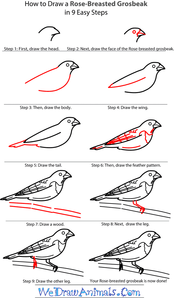 How to Draw a Rose-Breasted Grosbeak - Step-by-Step Tutorial
