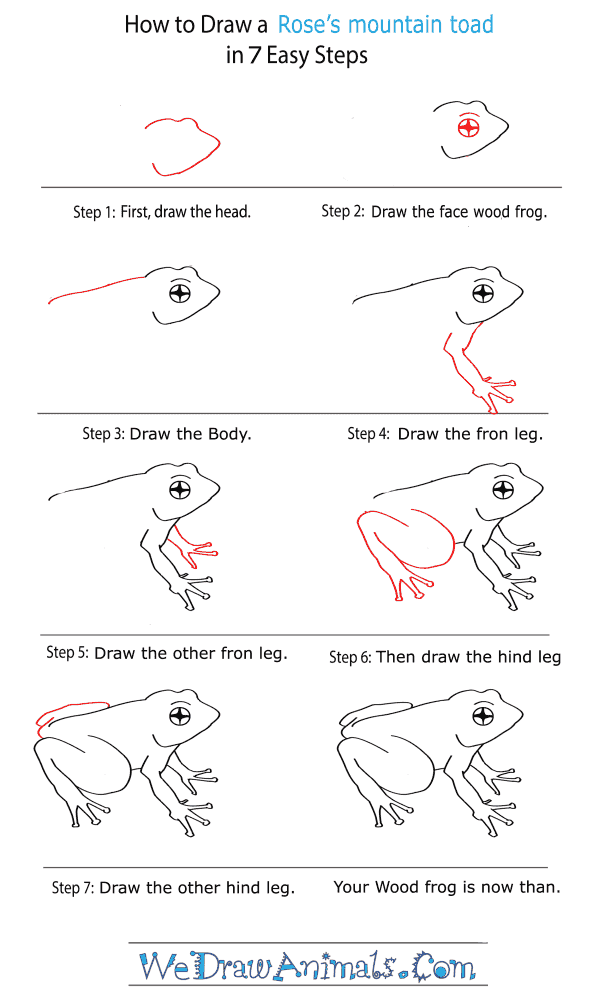 How to Draw a Rose’s Mountain Toad - Step-by-Step Tutorial