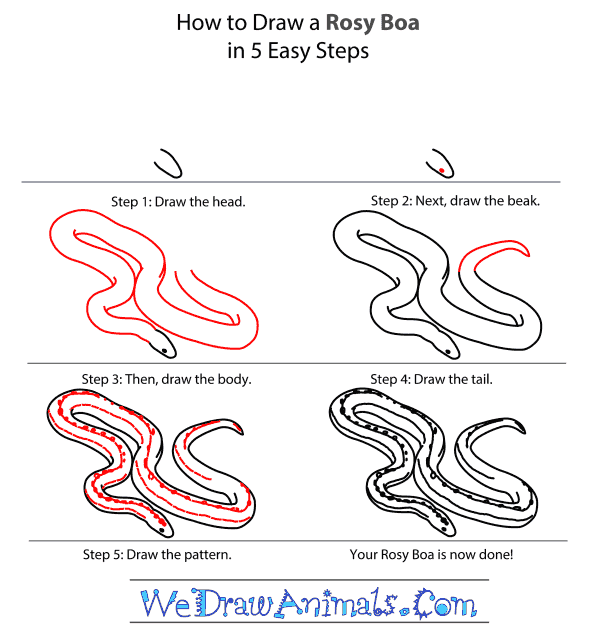 How to Draw a Rosy Boa - Step-by-Step Tutorial