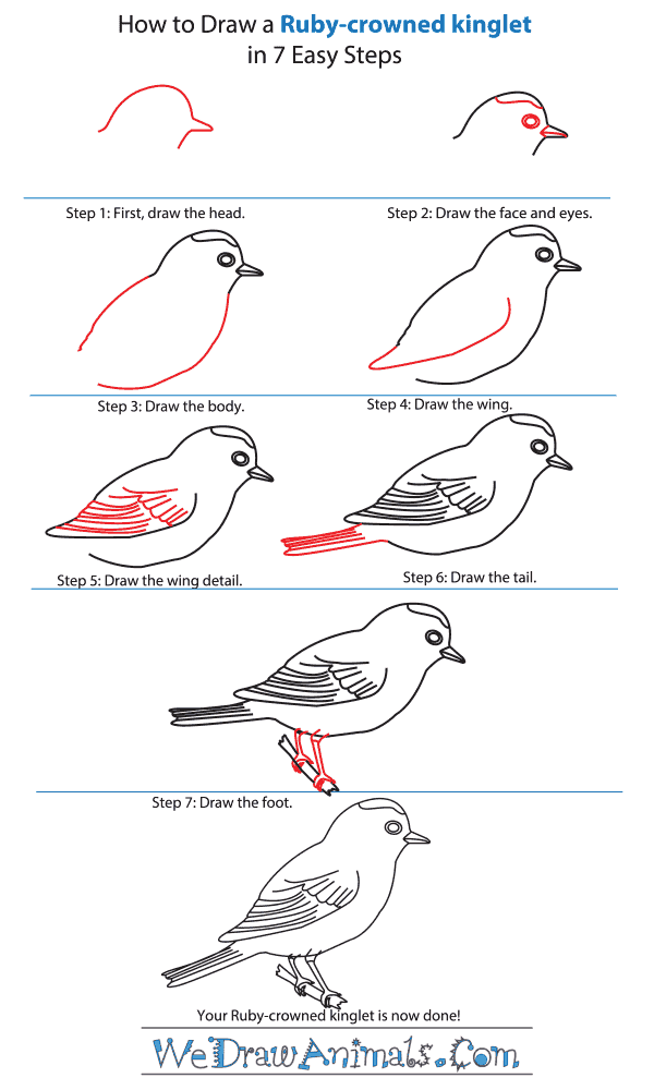 How to Draw a Ruby-Crowned Kinglet - Step-by-Step Tutorial