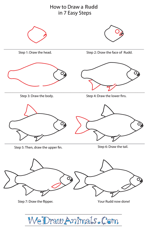 How to Draw a Rudd - Step-By-Step Tutorial