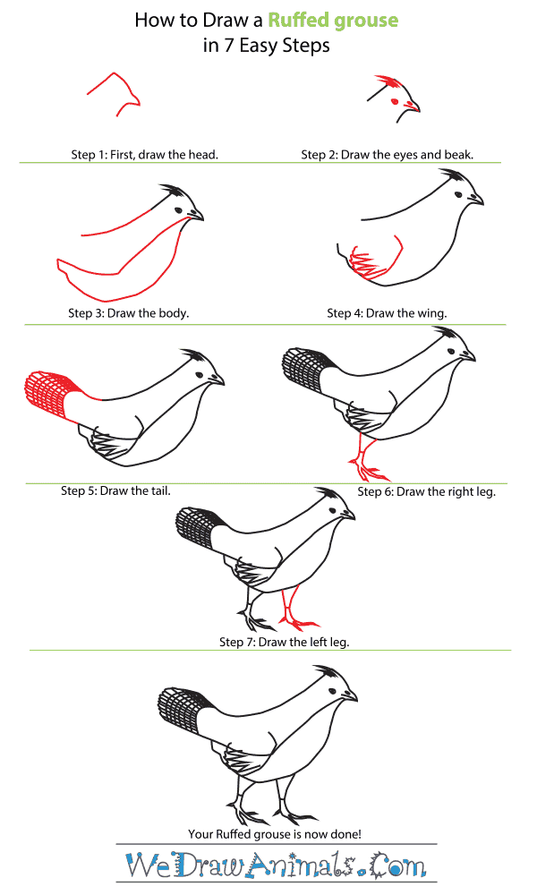 How to Draw a Ruffed Grouse - Step-By-Step Tutorial