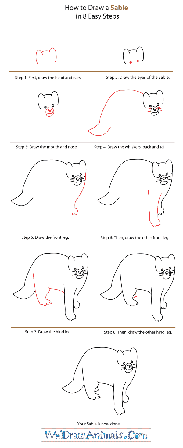 How to Draw a Sable - Step-By-Step Tutorial