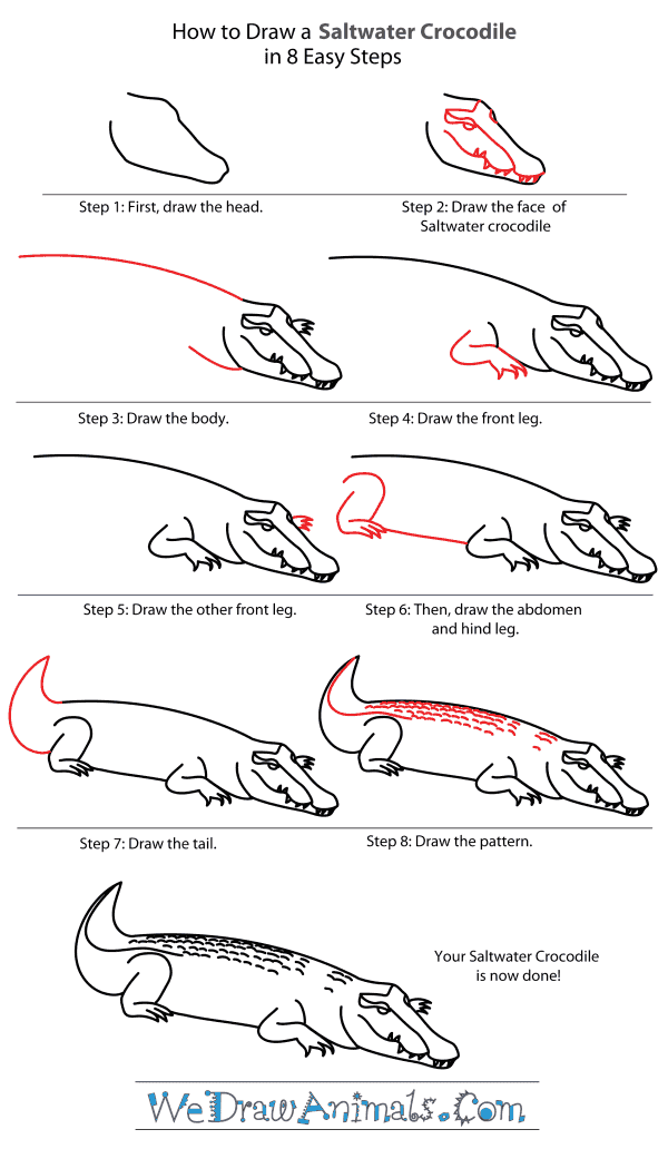 How to Draw a Saltwater Crocodile - Step-By-Step Tutorial