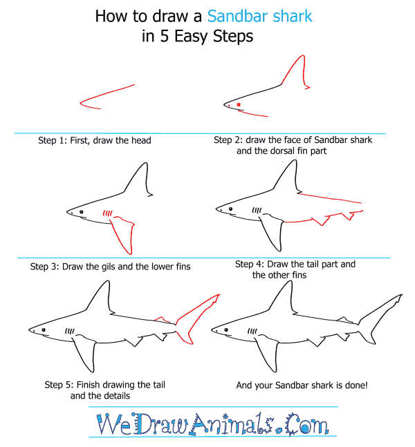 How to Draw a Sandbar Shark - Step-by-Step Tutorial
