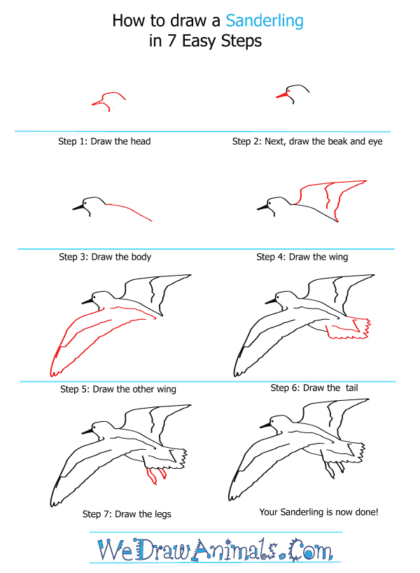 How to Draw a Sanderling - Step-by-Step Tutorial