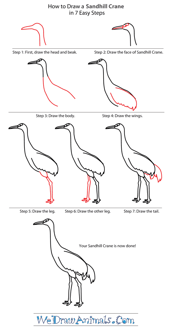 How to Draw a Sandhill Crane - Step-By-Step Tutorial