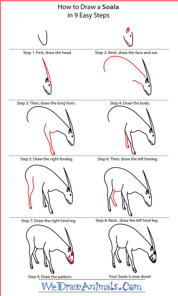 How to Draw a Saola - Step-By-Step Tutorial