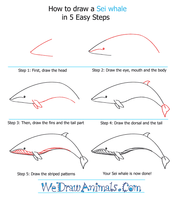 How to Draw a Sei Whale - Step-by-Step Tutorial