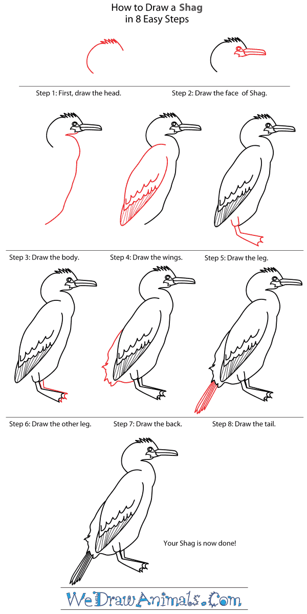 How to Draw a Shag - Step-By-Step Tutorial