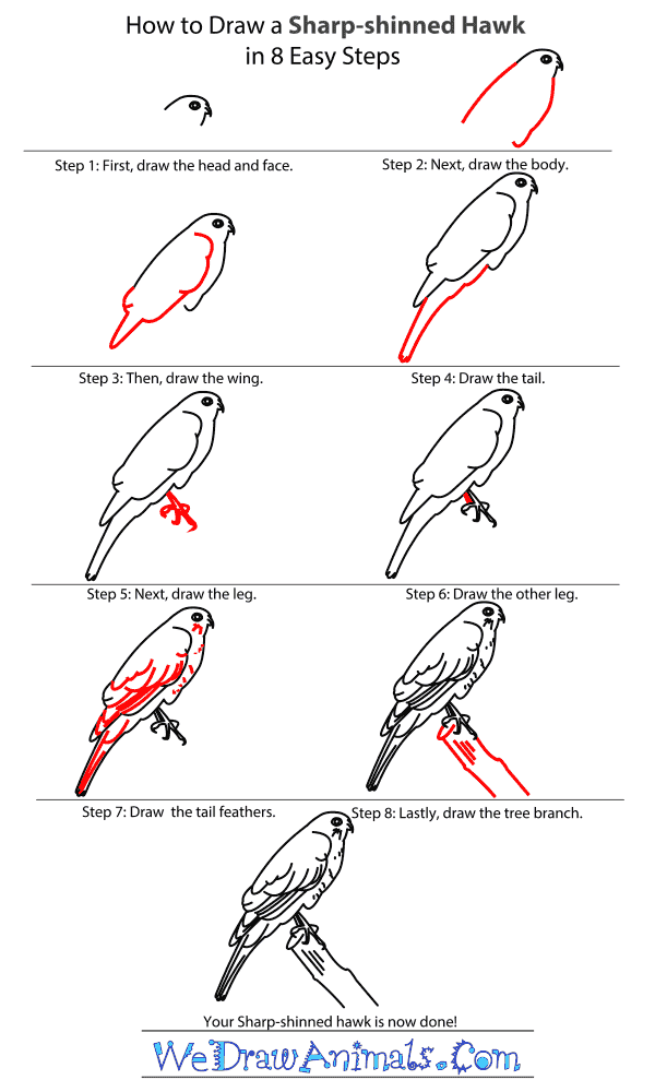 How to Draw a Sharp-Shinned Hawk - Step-by-Step Tutorial