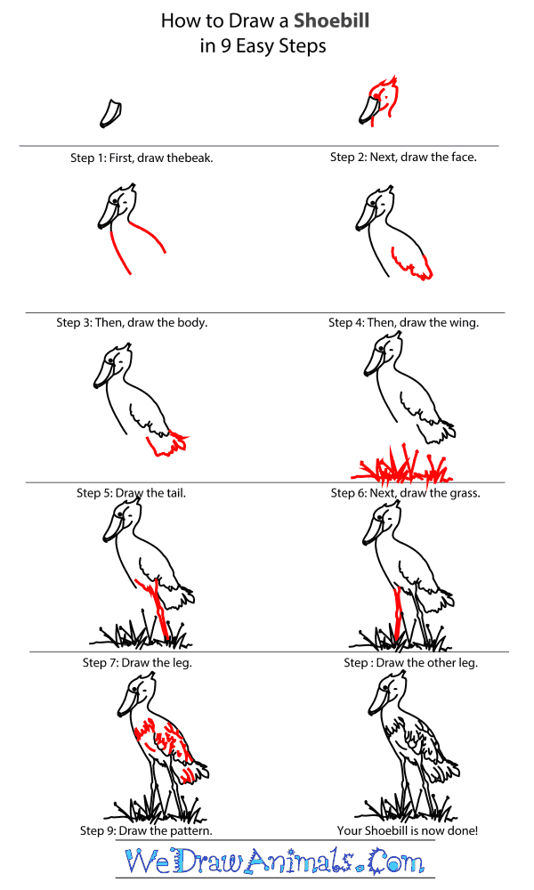 How to Draw a Shoebill - Step-by-Step Tutorial