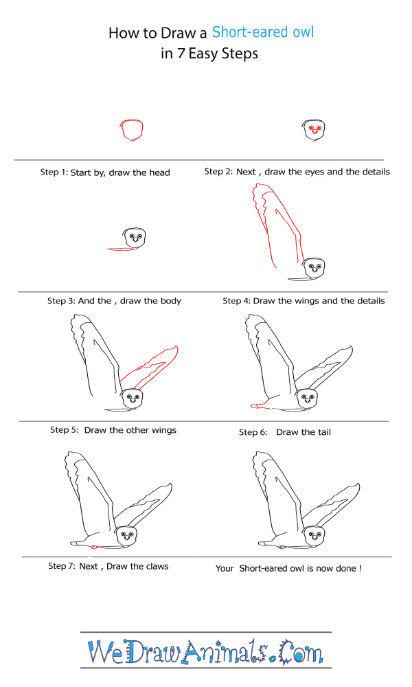 How to Draw a Short-Eared Owl - Step-by-Step Tutorial