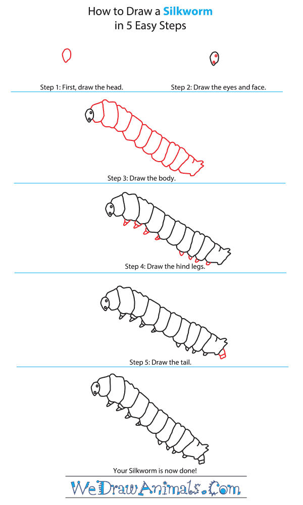 How to Draw a Silkworm - Step-By-Step Tutorial