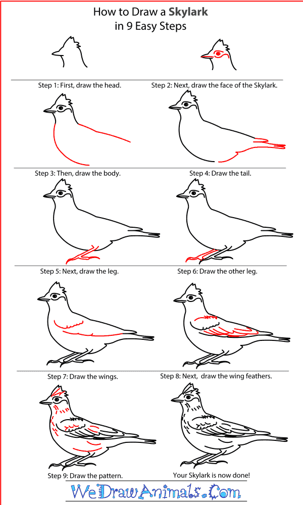 How to Draw a Skylark - Step-By-Step Tutorial