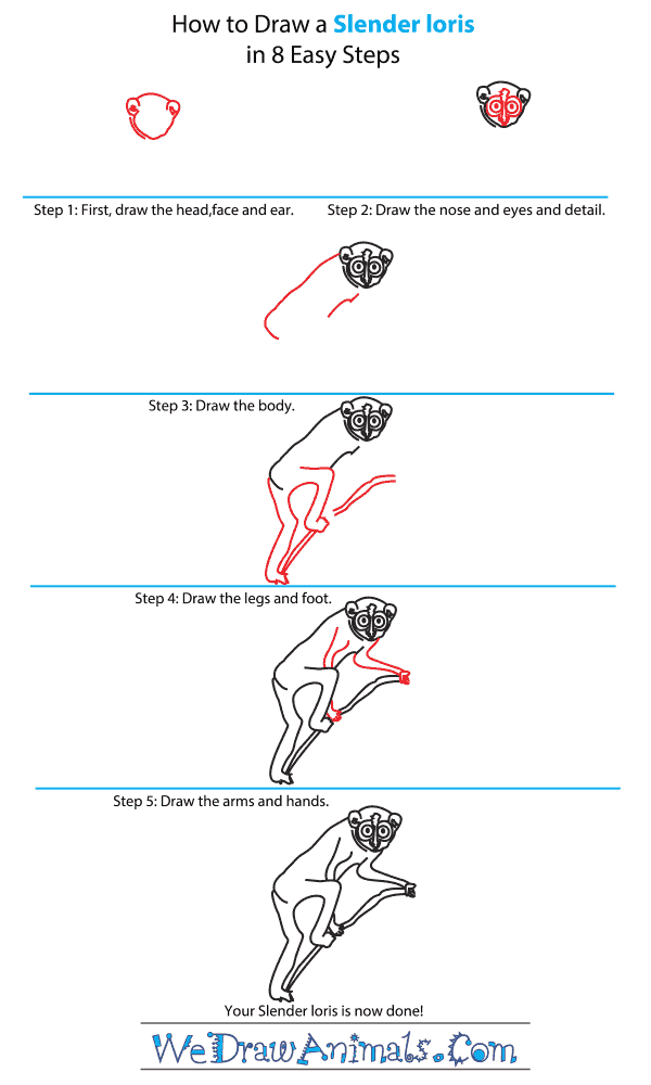 How to Draw a Slender Loris - Step-by-Step Tutorial