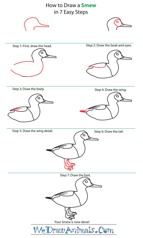 How to Draw a Smew - Step-by-Step Tutorial