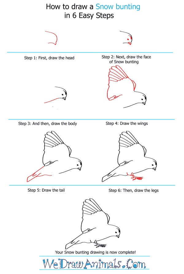 How to Draw a Snow Bunting - Step-by-Step Tutorial