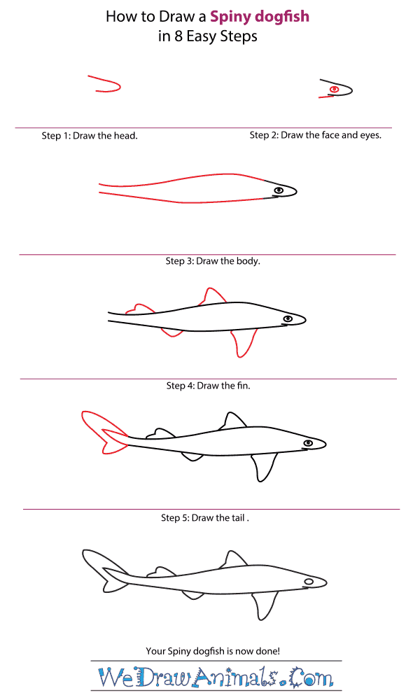 How to Draw a Spiny Dogfish - Step-by-Step Tutorial