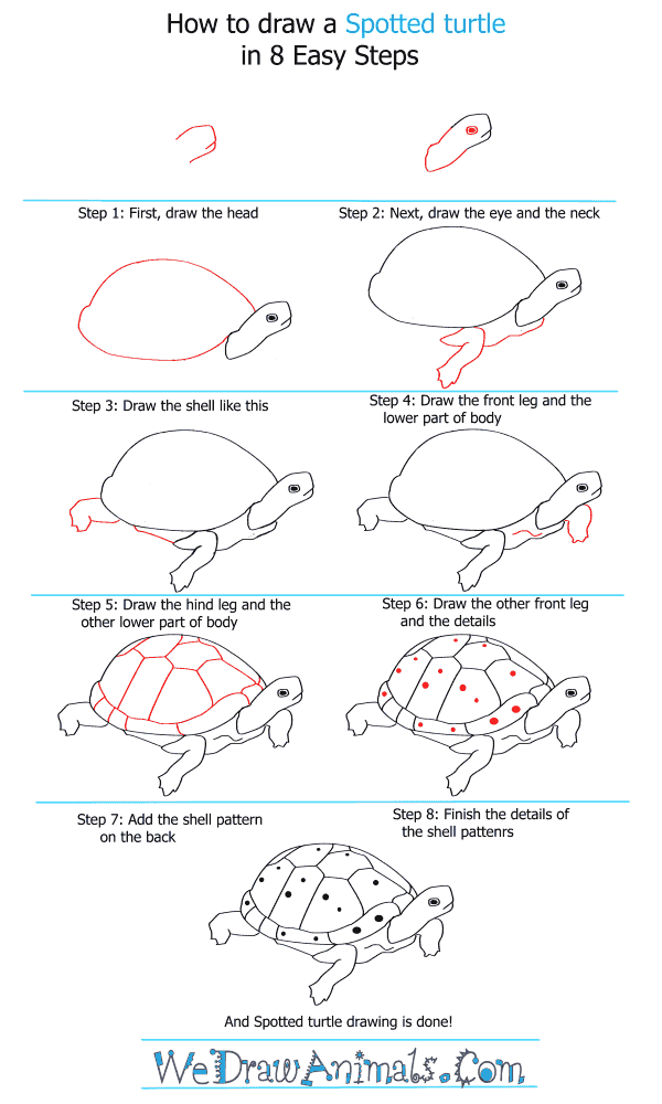 How to Draw a Spotted Turtle - Step-by-Step Tutorial