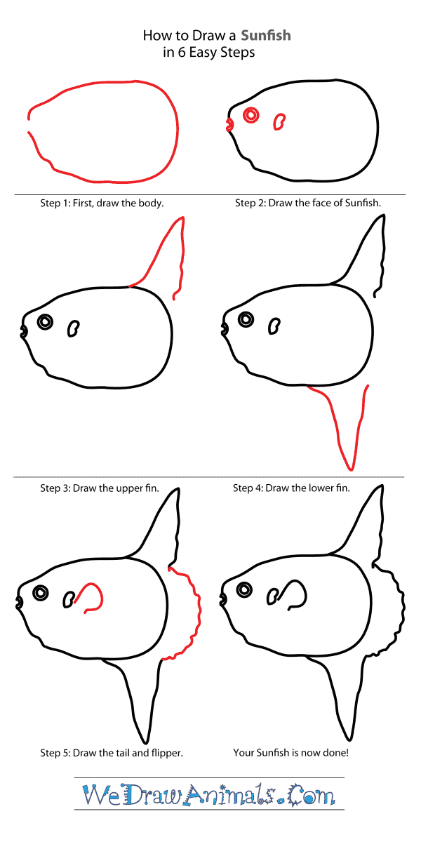 How to Draw a Sunfish - Step-By-Step Tutorial