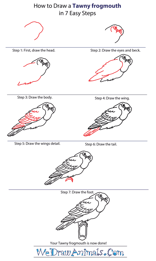 How to Draw a Tawny Frogmouth - Step-by-Step Tutorial