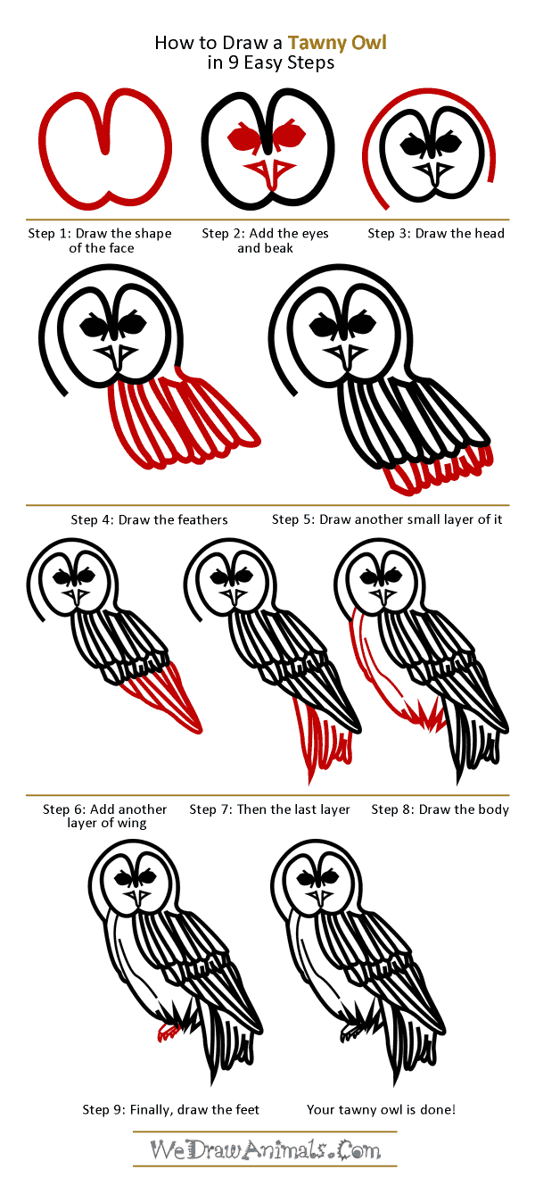 How to Draw a Tawny Owl - Step-by-Step Tutorial