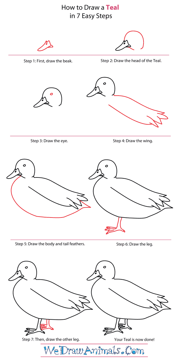 How to Draw a Teal - Step-By-Step Tutorial