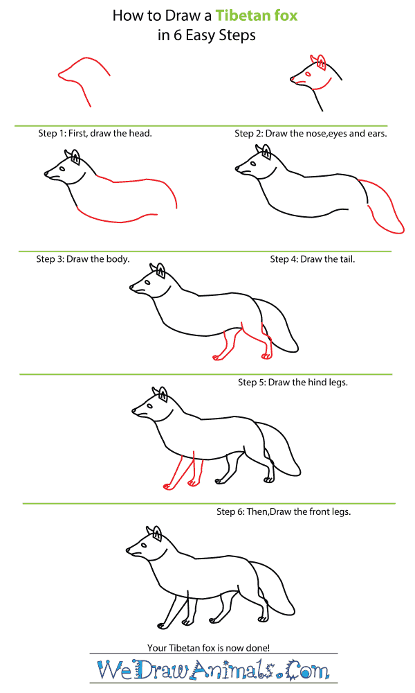 How to Draw a Tibetan Fox - Step-by-Step Tutorial