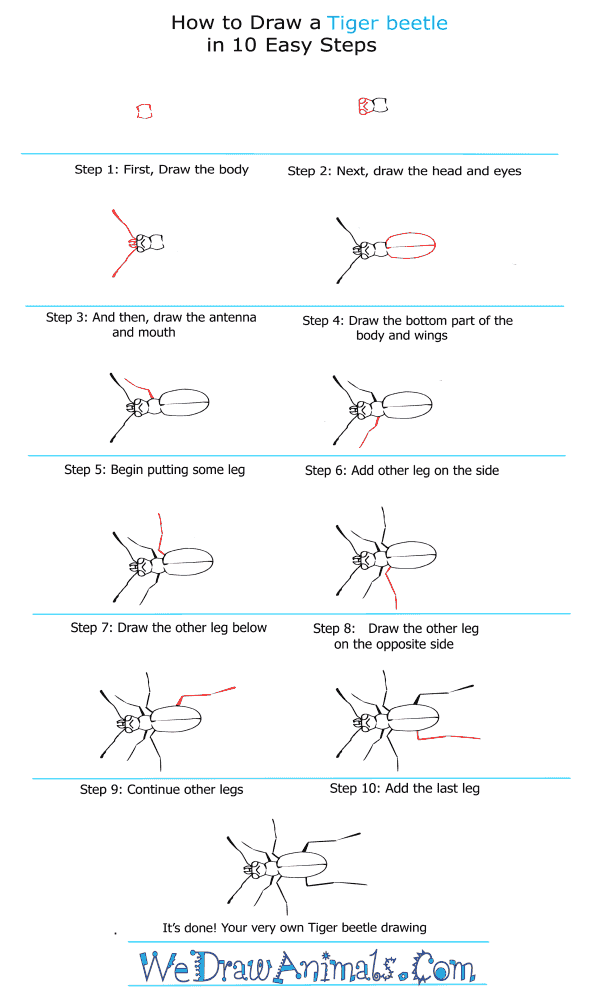 How to Draw a Tiger Beetle - Step-by-Step Tutorial