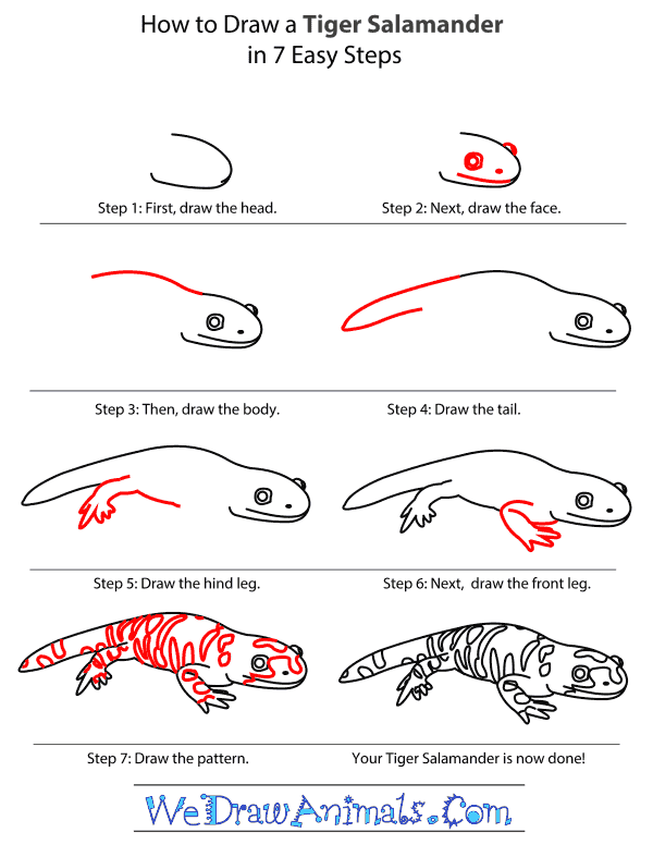How to Draw a Tiger Salamander - Step-by-Step Tutorial